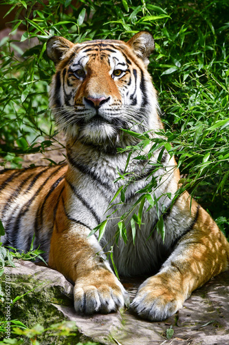 Fototapeta Naklejka Na Ścianę i Meble -  Tiger