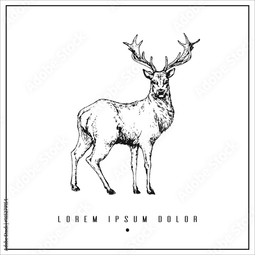hand drawn isolated illustration with deer and place for your text. minimalism vintage  invitation, label or card