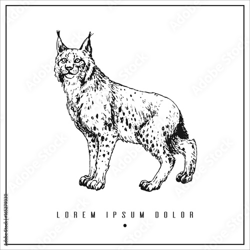 hand drawn isolated illustration with lynx and place for your text. minimalism vintage  invitation, label or card