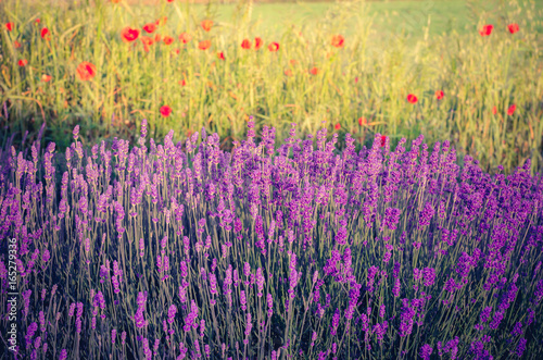 Lavender and red poppies flowers, blooming meadow