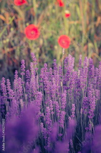 Lavender and red poppies flowers, blooming meadow