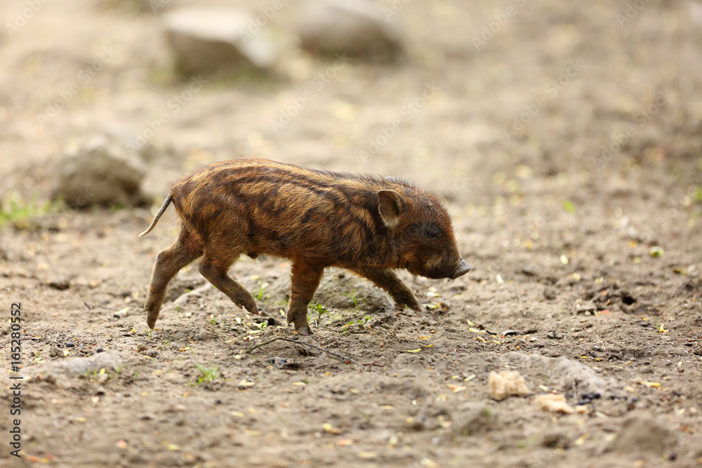The domestic pig (Sus domesticus) or called swine, hog or pig, porkling is running The domestic pig (Sus domesticus) or called swine, hog or pig, porkling is running