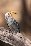 The southern yellow-billed hornbill (Tockus leucomelas) sitting on the branch