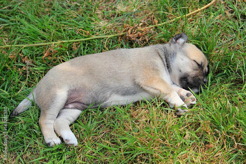 Fototapeta premium puppy rest