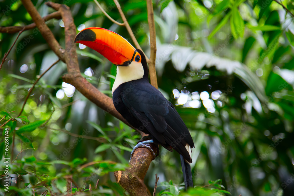 Obraz premium Colorful tucan