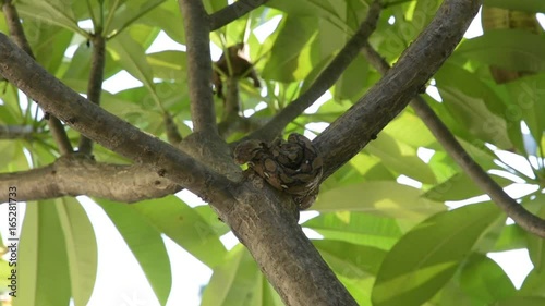 A small python lying on a tree