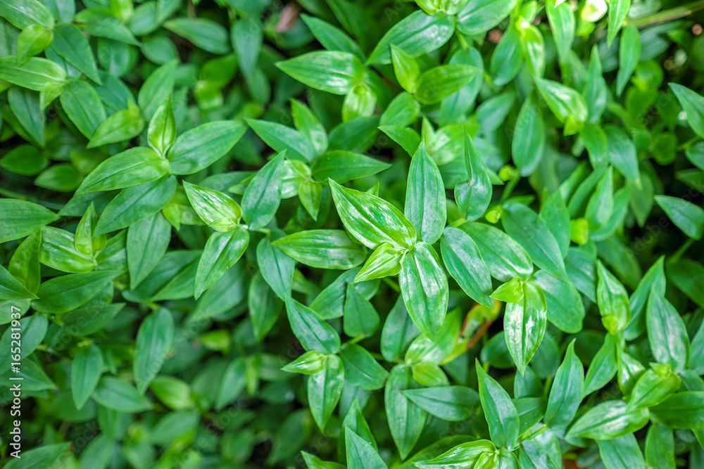 Green leaves everywhere Green leaves everywhere