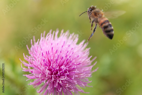 the Thistle and the bee collects pollen. © platonoo