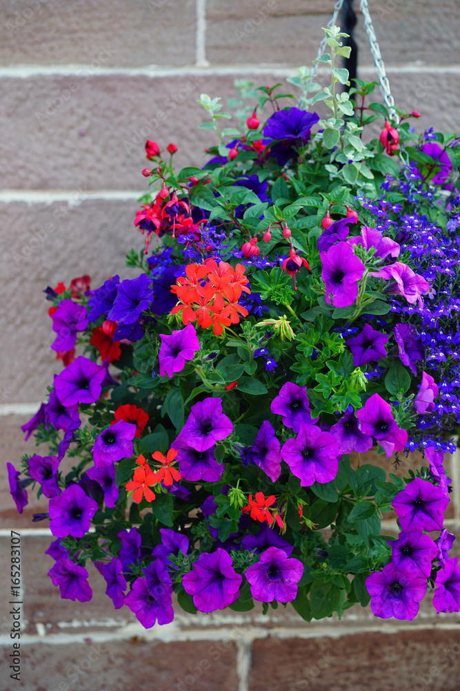 Hanging flower planter with colorful blue, red and pink petunia and geranium Hanging flower planter with colorful blue, red and pink petunia and geranium