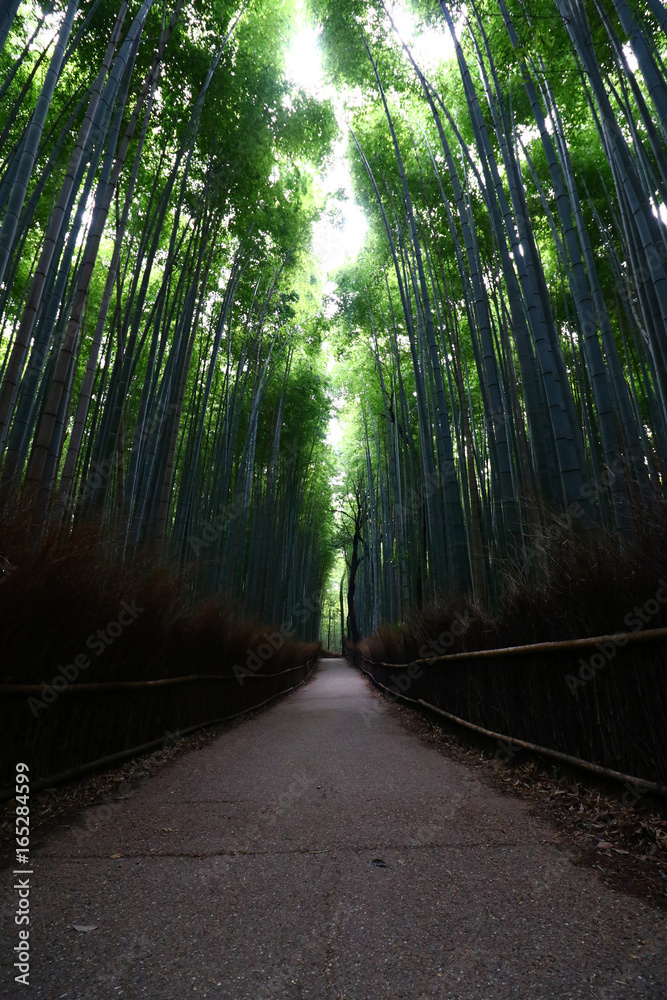 Fototapeta premium Arashiyama Bamboo Groove
