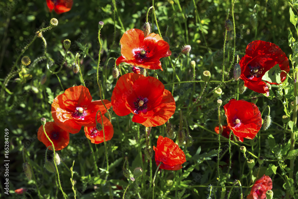 Field of Poppy Flowers Field of Poppy Flowers