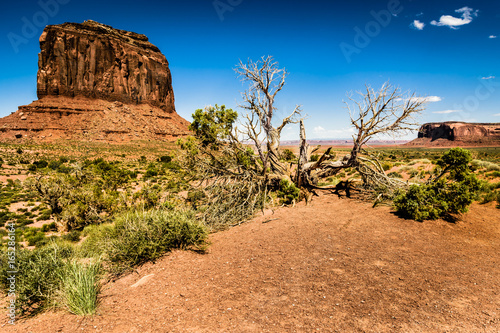 a tree in the middle of the monument valley in a sunny day