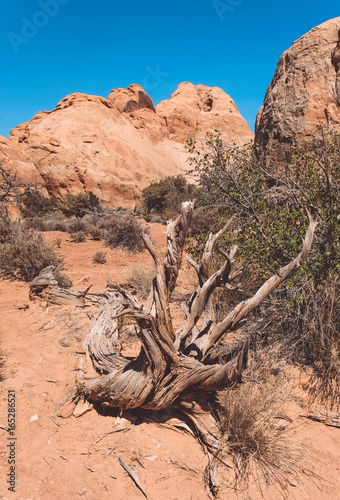 Dead dry trees in the Arches National Park. Desert Moab