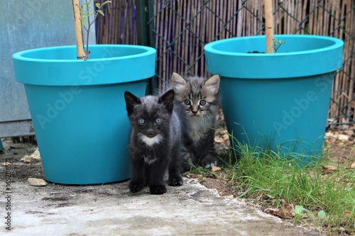 Obraz na plátně jumeaux chatons