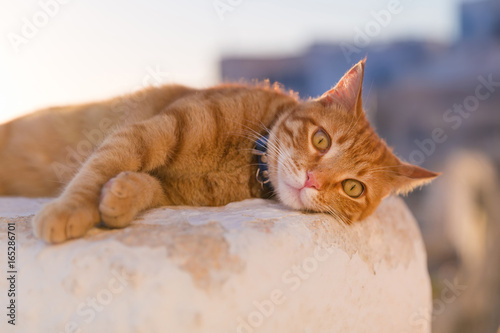 Fototapeta Naklejka Na Ścianę i Meble -  red cat relaxing