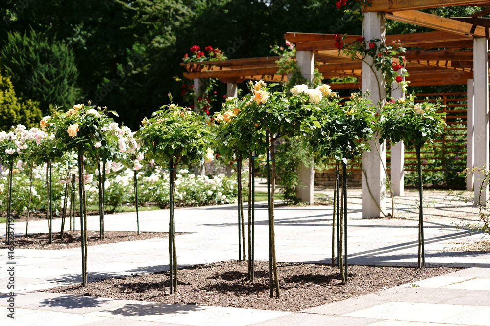 Beschnittene Rosenstöcke / Beschnittene Rosenstöcke vor einer Veranda mit  Holzgerüsten. Stock-Foto | Adobe Stock