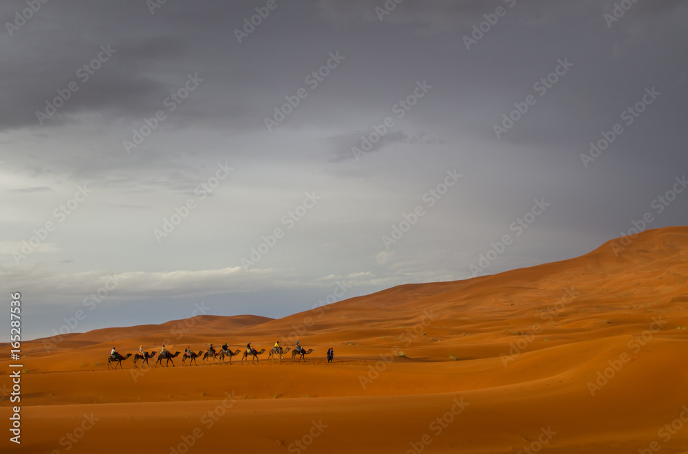 Camel train in the desert