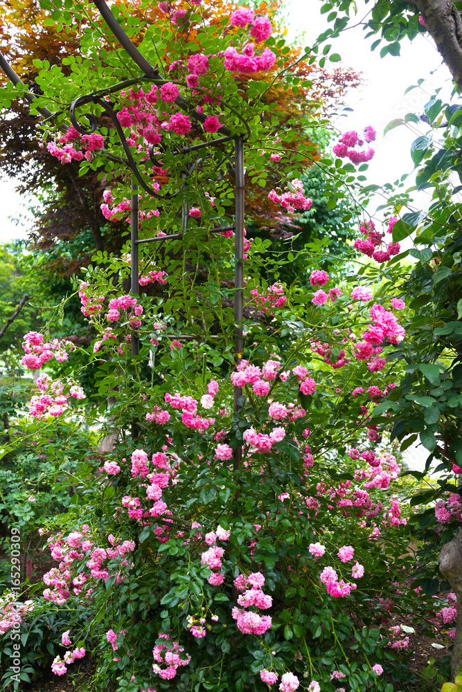 薔薇のある庭　薔薇　庭　庭仕事　つるバラ