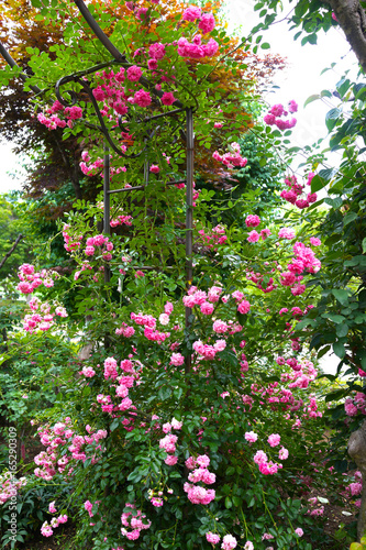 薔薇のある庭 薔薇 庭 庭仕事 つるバラ