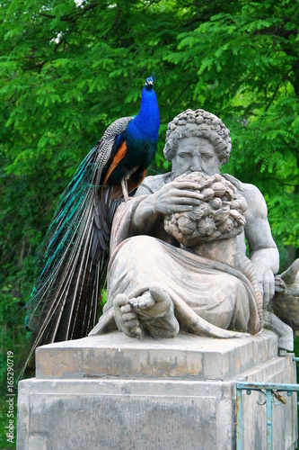 peacock on the statue
