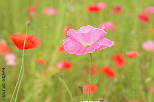 Macro details of colorful Poppy flowers with blurred background at summer garden