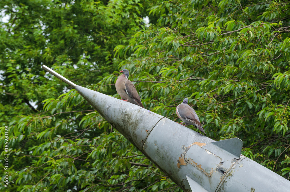BIRDS ON THE RACKET - Symbols of peace on old armament BIRDS ON THE RACKET - Symbols of peace on old armament