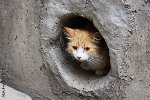 A white-red, stray cat sits in a circular cellar window photo