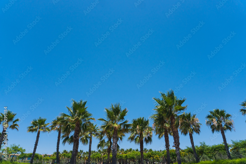 Palms at blue sky background