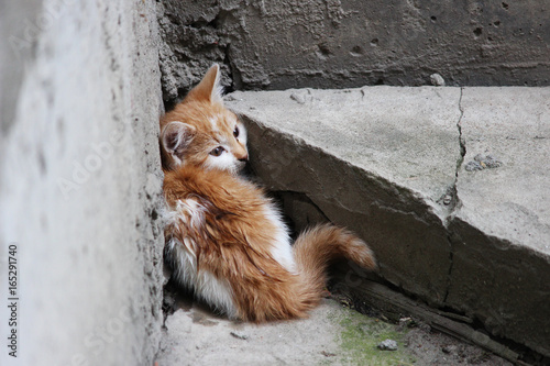 Homeless white-red kitten froze in fear and sitting on a concrete surface near the steps near the basement. photo