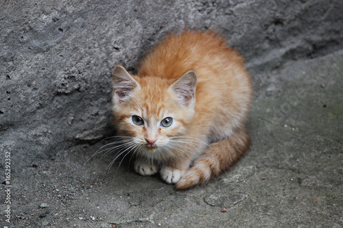 Homeless white-red kitten sitting on a concrete surface near the steps near the basement. photo