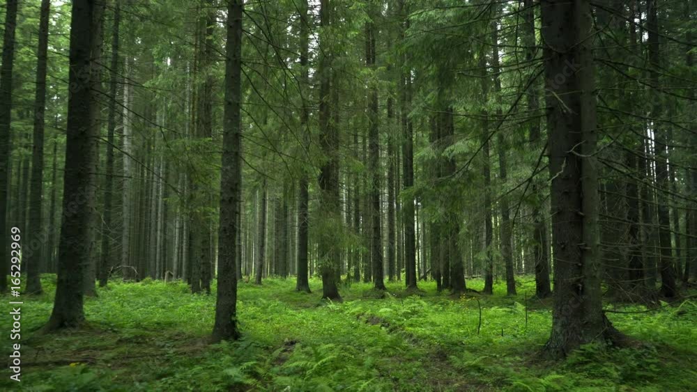 Green Forest. Pine Trees Fairy Forest. Untouched spruce.Elf land. Forest pattern. Camera movement inside the forest. Moths and fir with moos on the ground Green Forest. Pine Trees Fairy Forest. Untouched spruce.Elf land. Forest pattern. Camera movement inside the forest. Moths and fir with moos on the ground