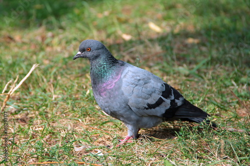 Pigeon on grass