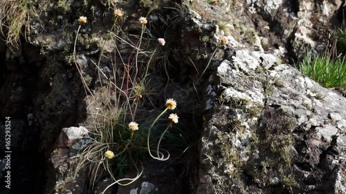 Thrift grows in a small cleft in a cliff.
