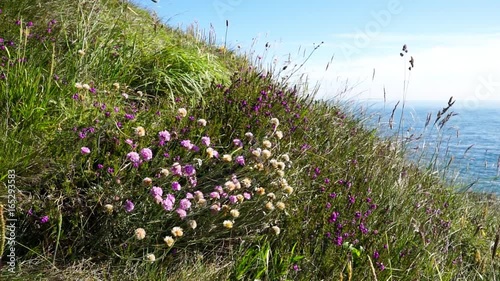 Purple clover by the sea.