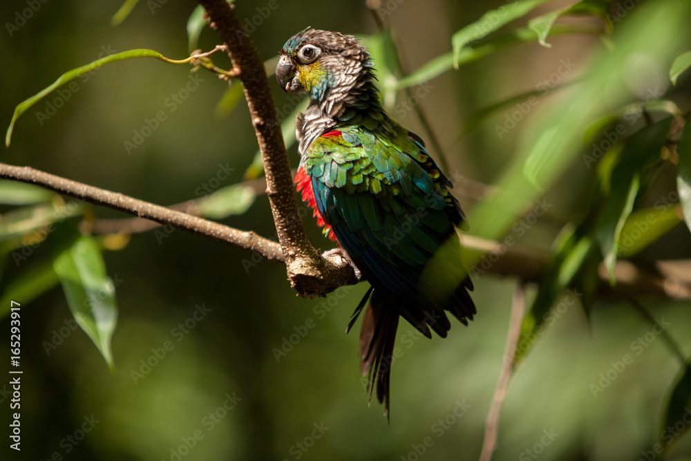 Conure Conure