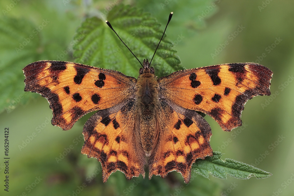 Fototapeta premium Polygonia c-album, the comma butterfly
