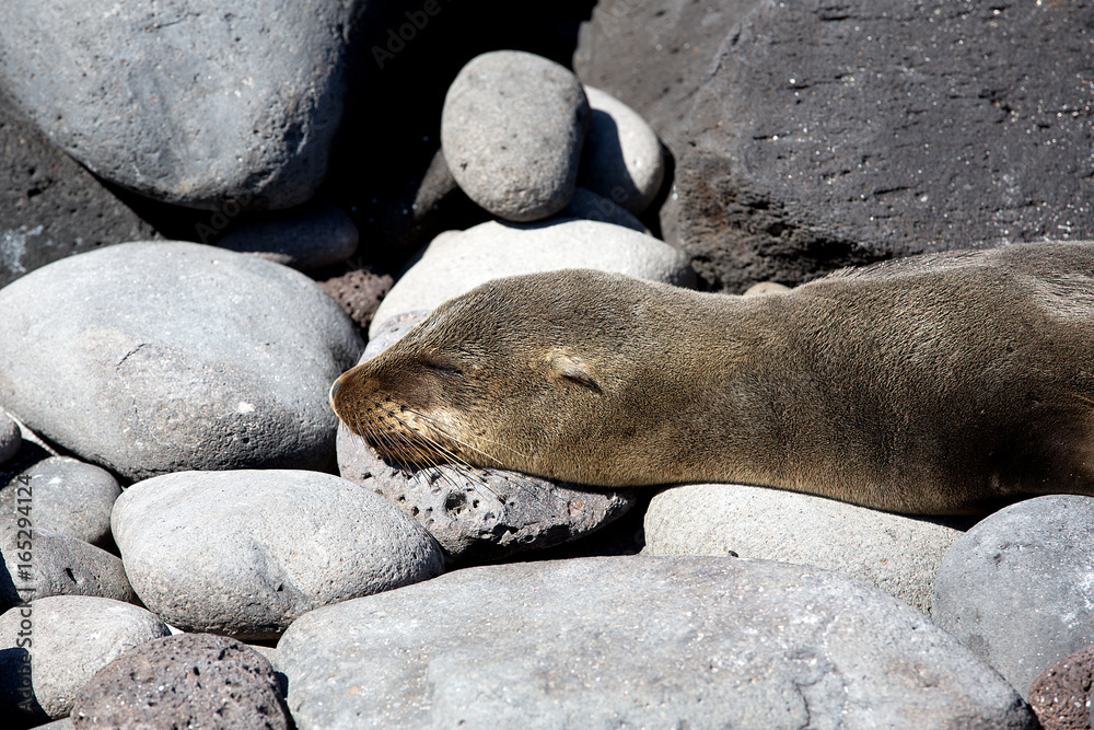 Naklejka premium Sea Lion on Galapagos