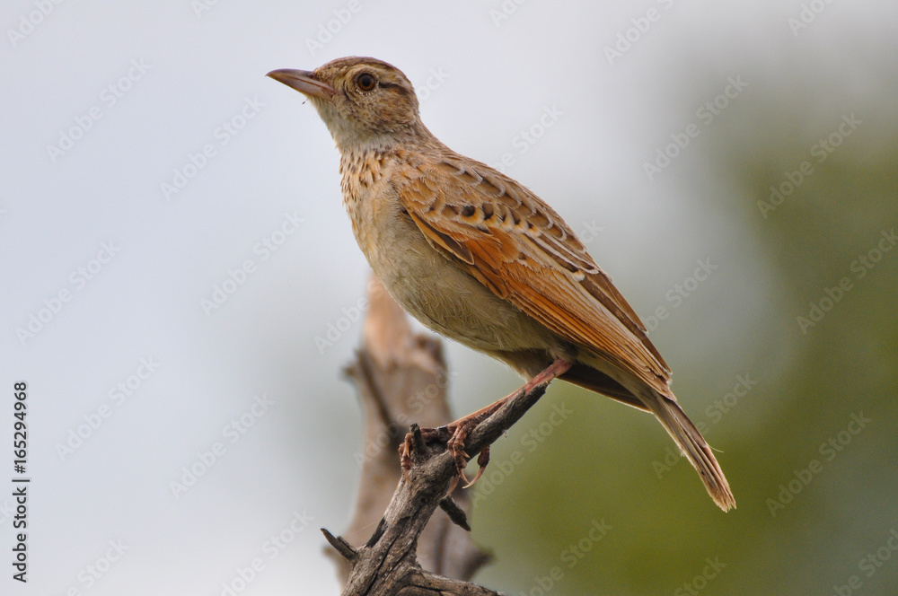 Fototapeta premium Okavango Delta Bird