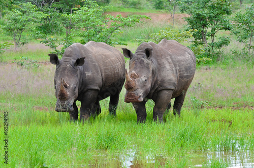 White Rhinos 