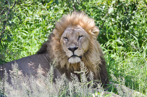 Photography African Lion
