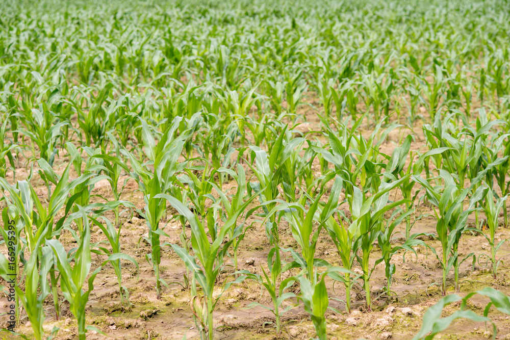cornfield ,lens flare effect
