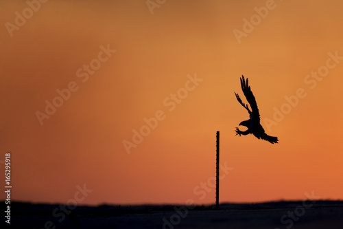 An Osprey comes in to land on a small post silhouetted against the morning orange and red sky.