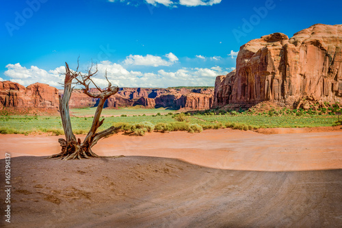 dry tree in the valley photo