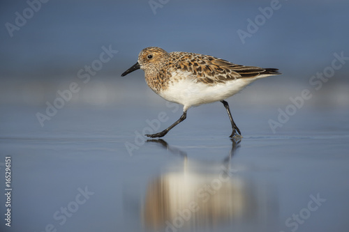 A Sanderling shorebird walks along wet sand with its reflection showing with a blue ocean and sky background. photo