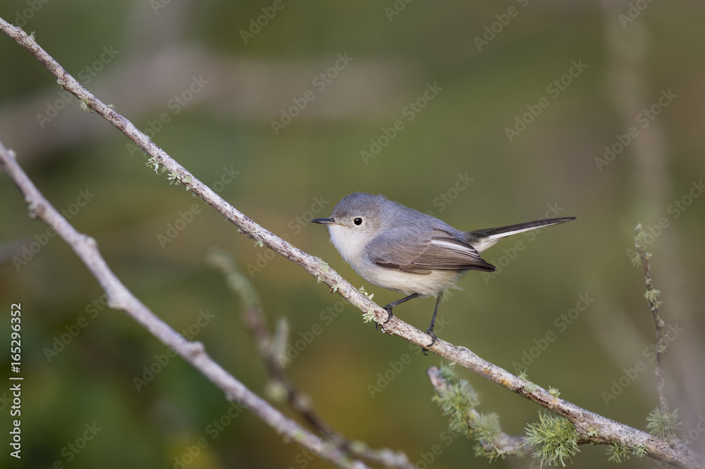 A small Blue-gray Gnatcatcher perches on a small branch with green moss growing on it in the soft morning sunlight.