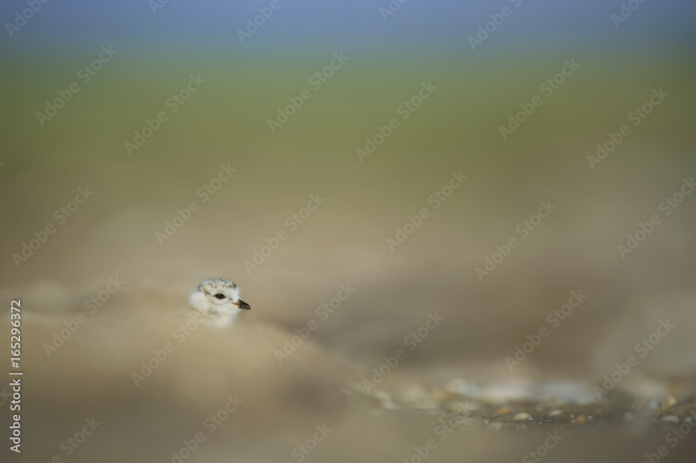 A young Piping Plover chick peeks its tiny head out from behind a small hill of sand. A young Piping Plover chick peeks its tiny head out from behind a small hill of sand.