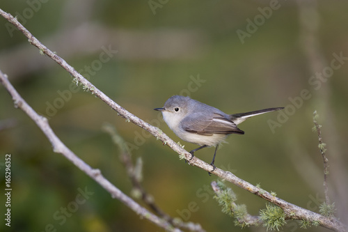 A small Blue-gray Gnatcatcher perches on a small branch with green moss growing on it in the soft morning sunlight.