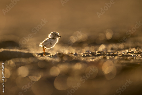 Canvas Print A tiny and cute Piping Plover chick stands on a sandy beach glowing in the morning sun