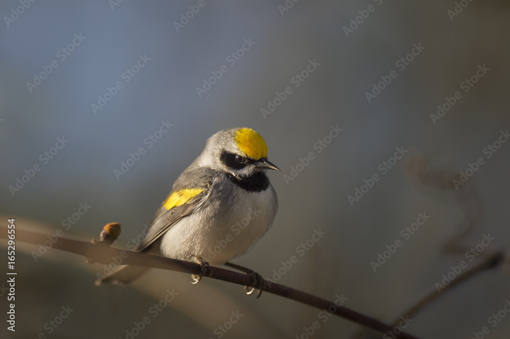 Fototapeta premium A Golden-winged Warbler sits on a small perch in the early morning sun for a dramatic portrait.