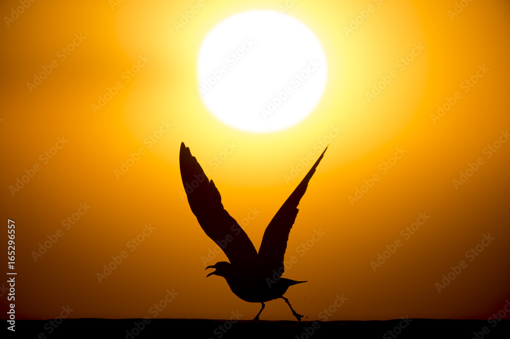 Naklejka premium A Laughing Gull with its wings raised takes off from a beach silhouetted against the setting sun.
